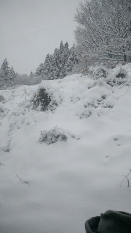 f:id:psptanukij:20171228091935j:plain